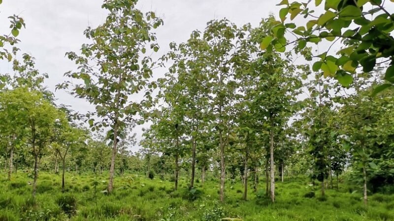Forestales