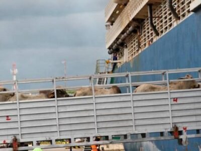 Ganadoenpie-ventaalexterior