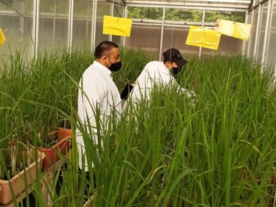 ICA-Ciat-materialgenético
