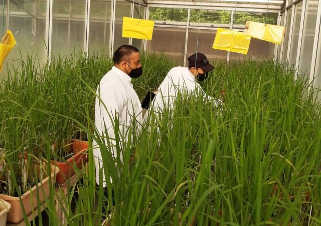 ICA-Ciat-materialgenético