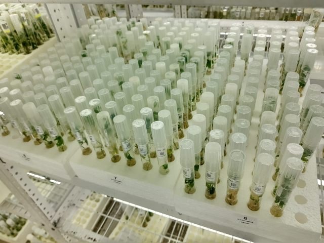 ICA-Ciat-materialgenético2