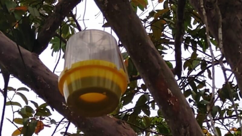 ICA-Monitoreodelasmoscas2 (2)