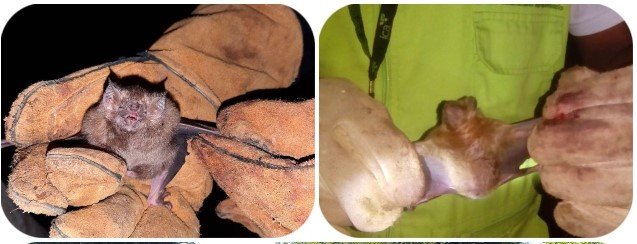 ICA-prevencion-rabia-silvestre (3)