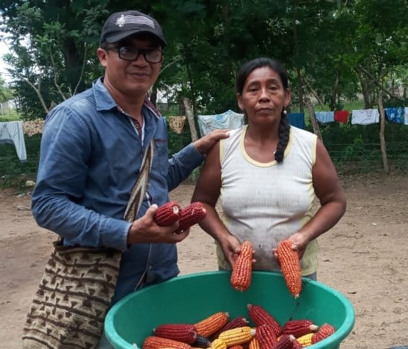 Maícescriollos-productores