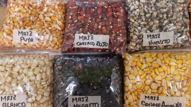 Maicescriollos-variasvariedades