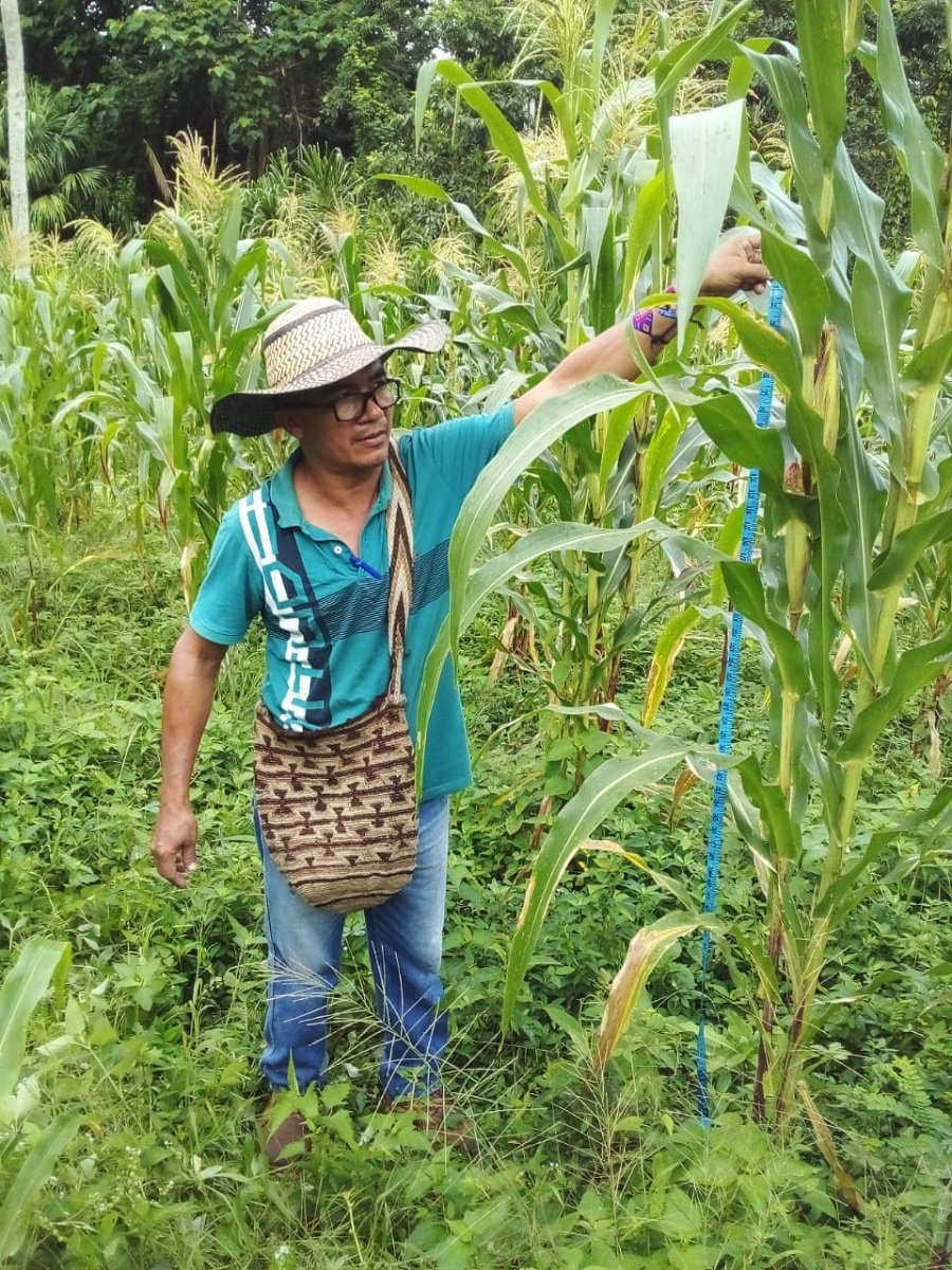 Maícesmidenelcrecimiento