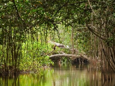 Manglar- (2)