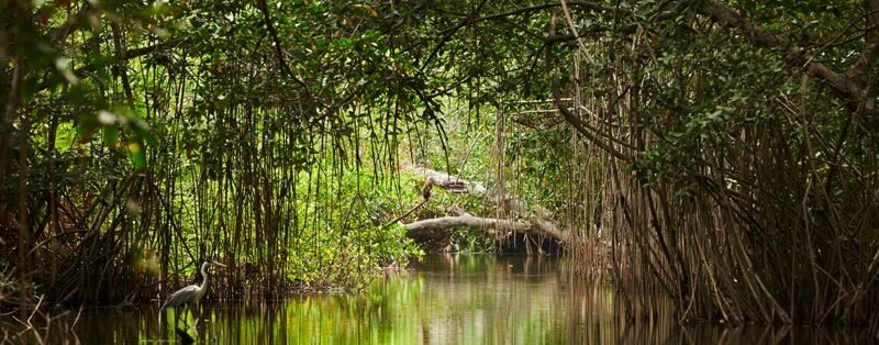 Manglar- (2)
