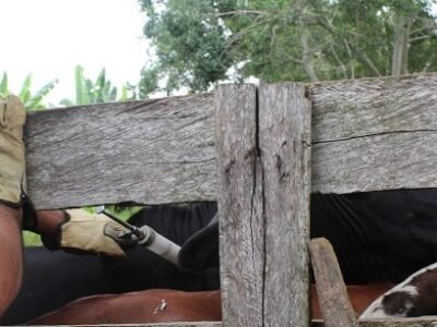 Vacunación-antiaftosa (15)