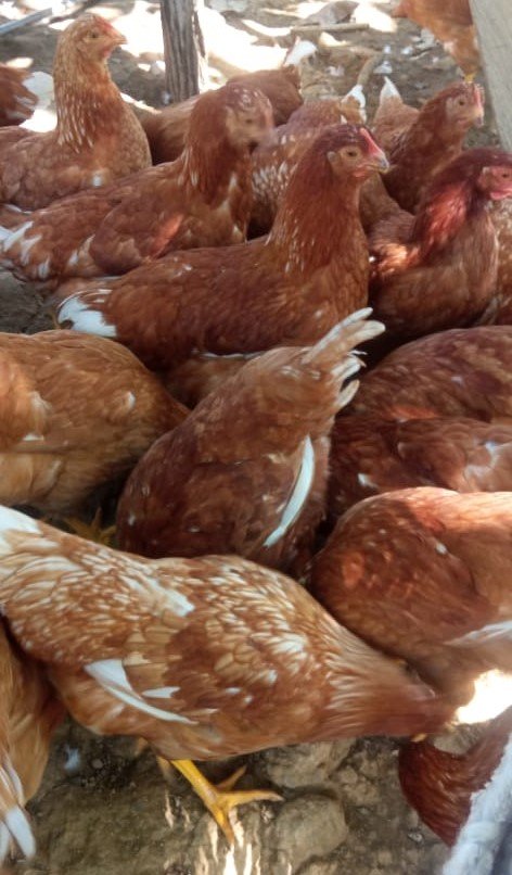 Adproas-gallinas (2)