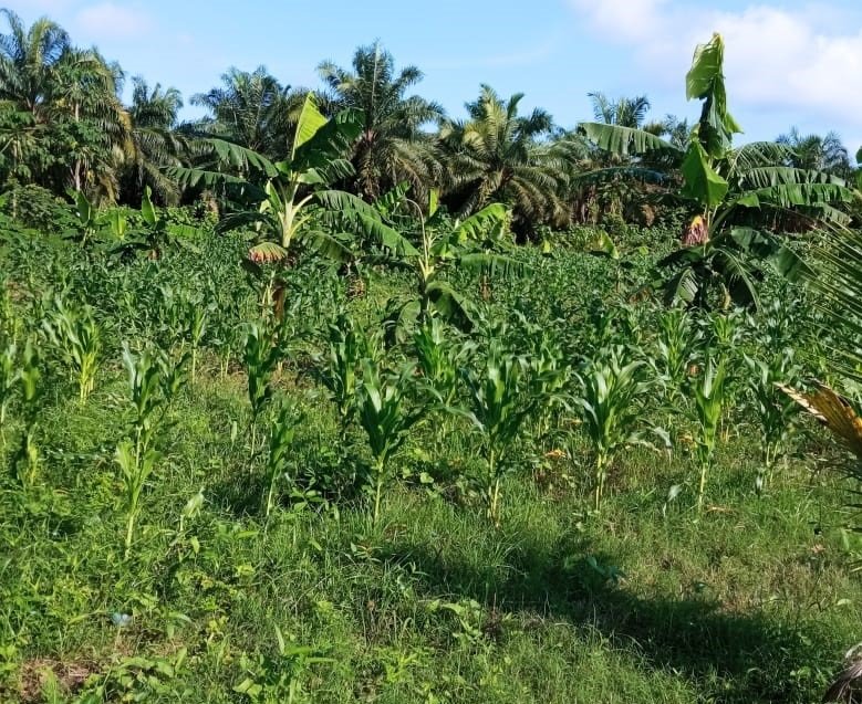 Adproas-maíz-plátano (2)