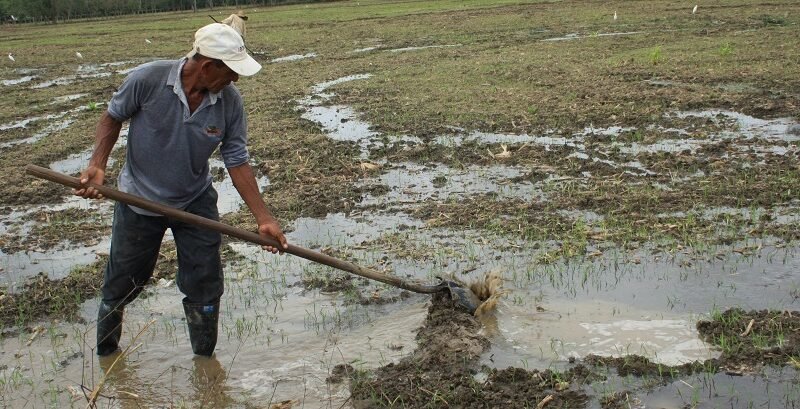 Adultomayor-enárearural