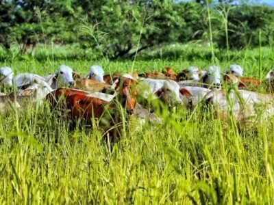 Amazonía-Fedegán-Ganaderíasostenible-animalesenmediodepasto (2)