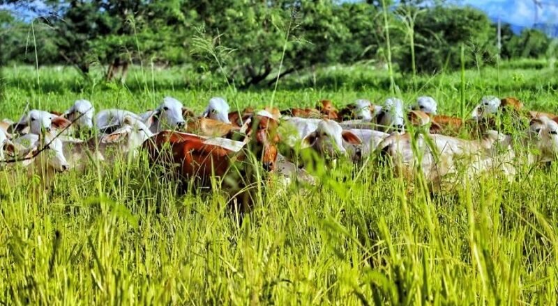 Amazonía-Fedegán-Ganaderíasostenible-animalesenmediodepasto (2)