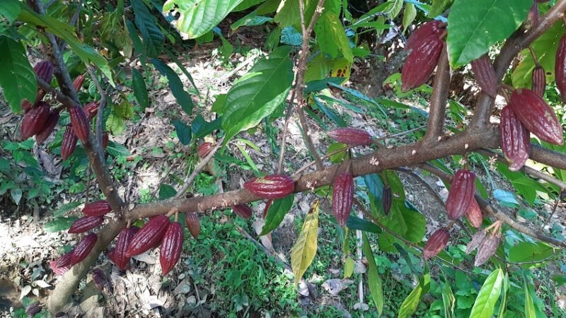 Cacaorojoenmata (2)