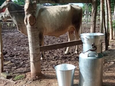 ConpesLácteo-Prácticasdeordeñoconnuevosequipos (2)