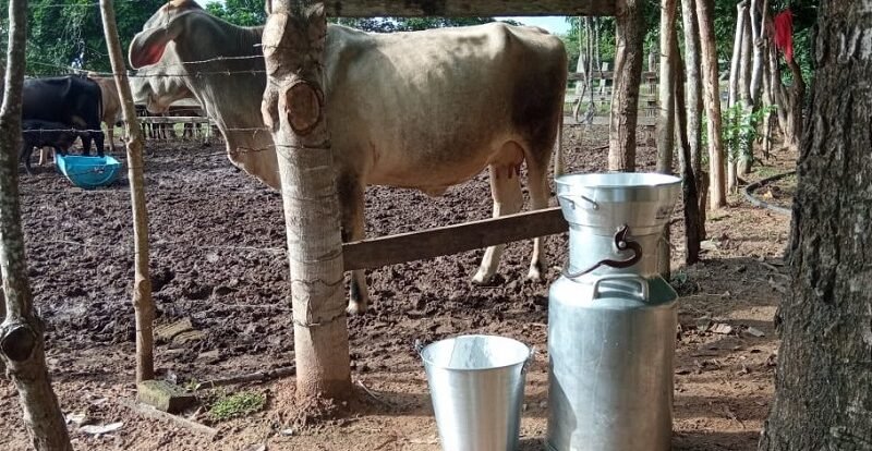 ConpesLácteo-Prácticasdeordeñoconnuevosequipos (2)