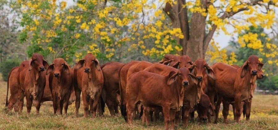 GanadoBrahmanrojo-TributoalRojo-1