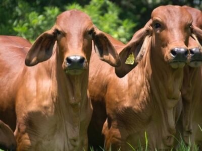 GanadoBrahmanrojo-TributoalRojo (3)