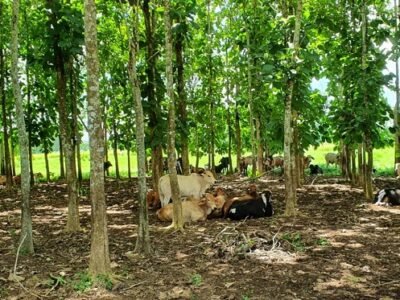 Ganadobajoárboles (2)