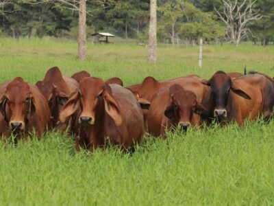 Ganadobrahmanrojo-delaApp (2)