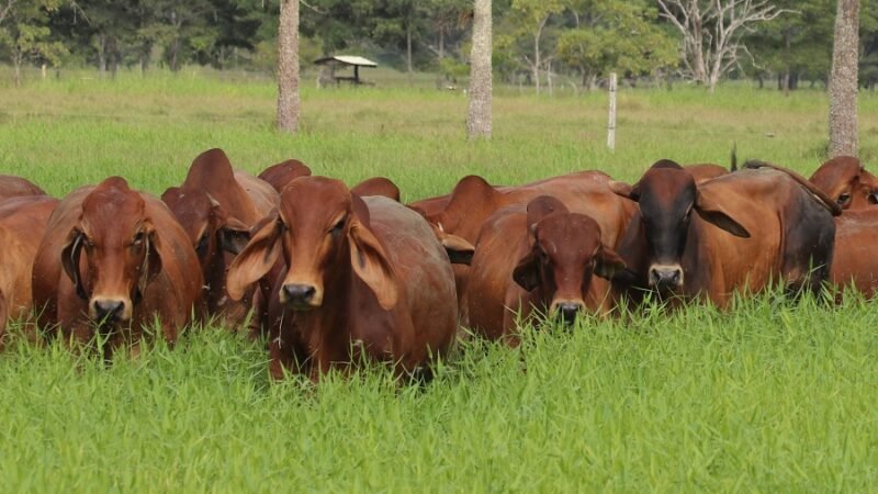 Ganadobrahmanrojo-delaApp (2)