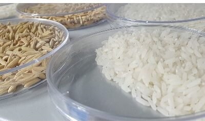 ICA-Semillas-de-arroz-y-plantas-in-vitro-de-delphinium (2)