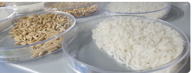 ICA-Semillas-de-arroz-y-plantas-in-vitro-de-delphinium (2)
