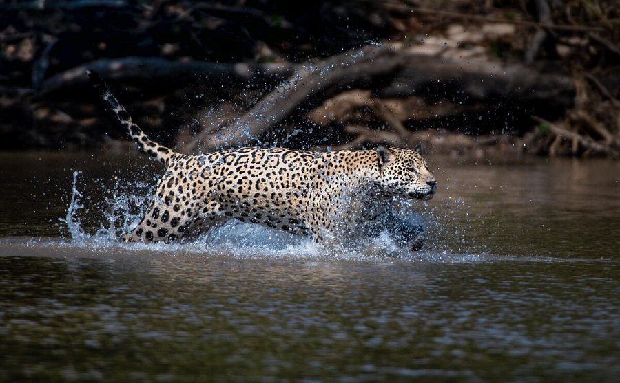 Jaguar-Pablo Beah - WWF Brazil