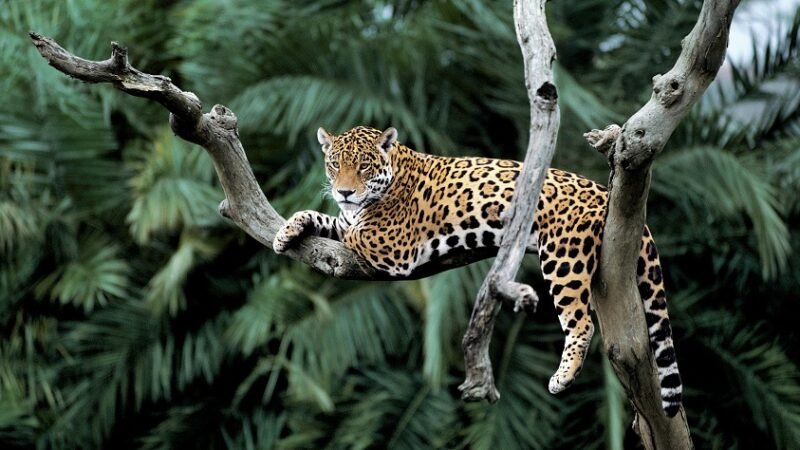 Jaguar (Panthera onca) in a tree Pantanal, Brazil.