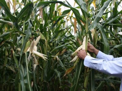 Maízblanco-prueba (2)