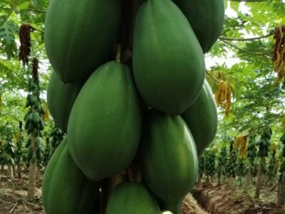 PapayadeValencia-buenaproducción (2)