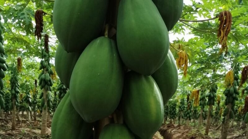 PapayadeValencia-buenaproducción (2)