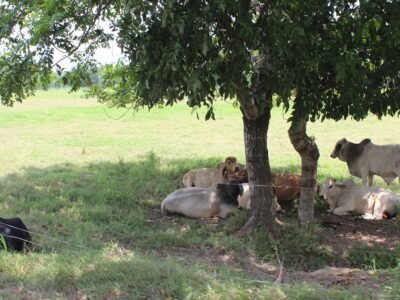 SanCarlos-colegios-ElHato (71)