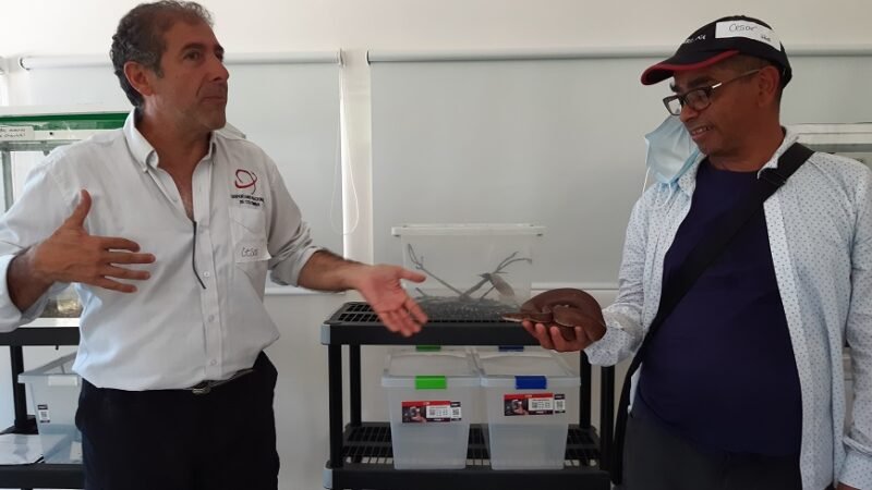 Serpentario-cargancandelilla (2)