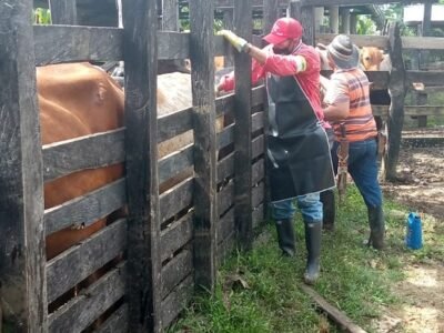 Vacunacióncontraaftosa-IIciclo (2)