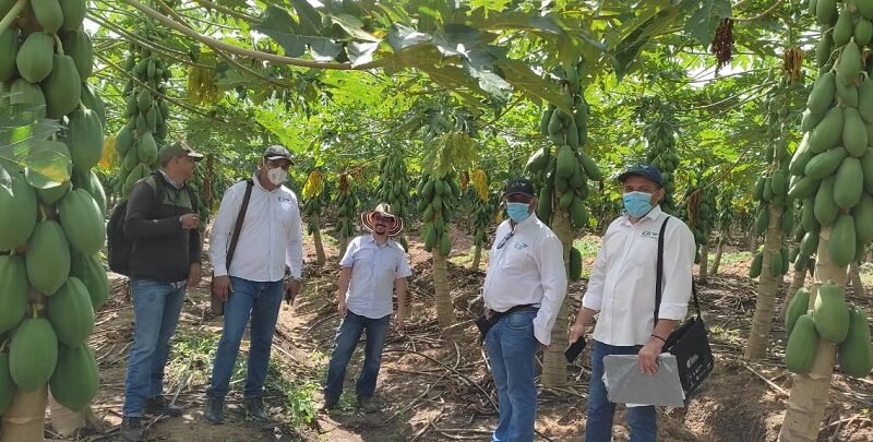 Valencia-Appalsi-lote-pasosparacertificarse