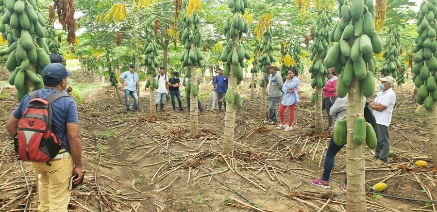 Valencia-lospreparanparalarecolección