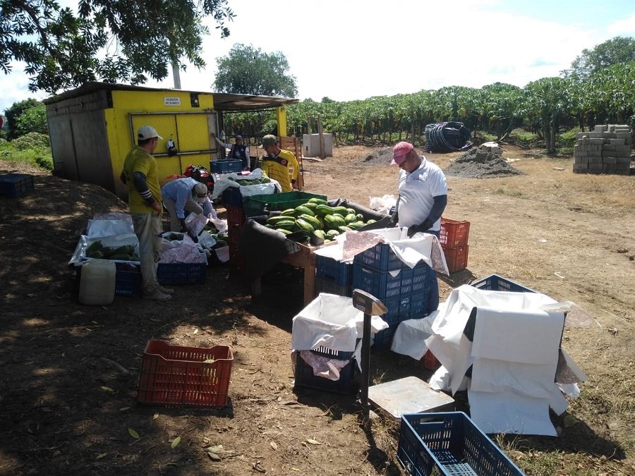 Valencia-papayaencajas