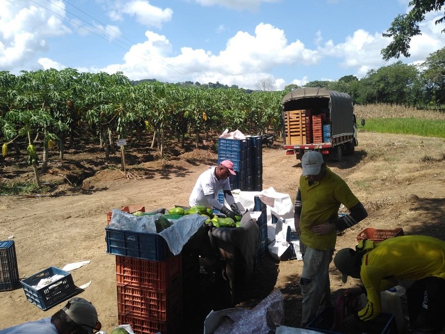 Valencia-papayaencamiones