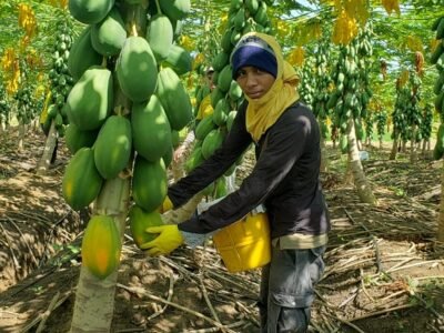 Valencia-recoleccióndelapapaya