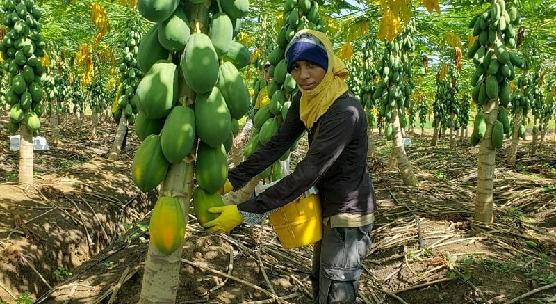 Valencia-recoleccióndelapapaya