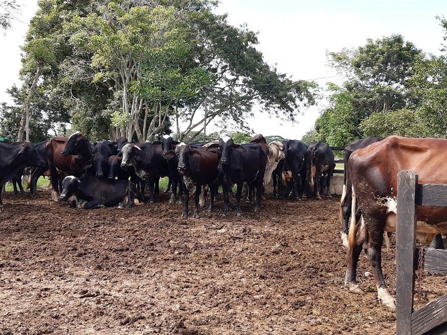 Alabamos-vacas