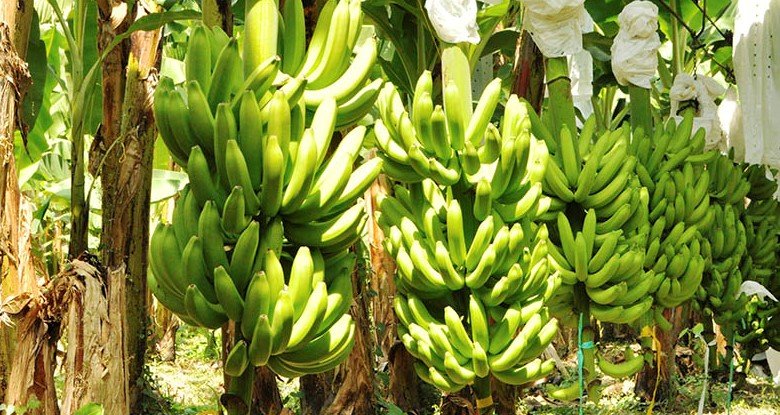 Bananoenplanta (2)