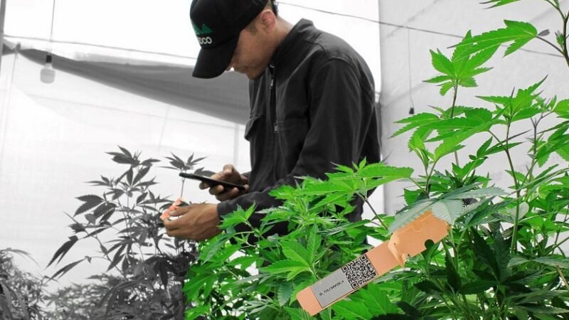 Breedco-revisanplantadecannabis1 (2)