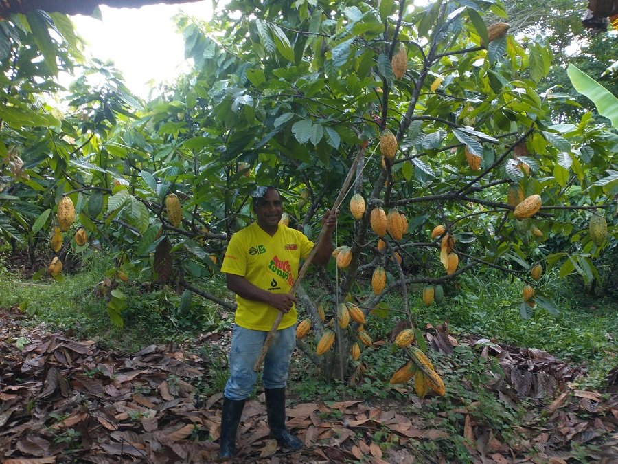 Cacaoenproducción-AAA