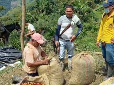 Café-recolectores (3)