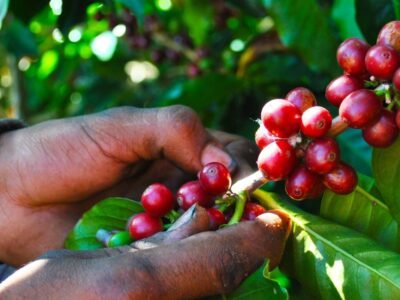 Cafémanosquerecogen (2)