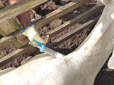 Campaña antiaftosa2 (2)