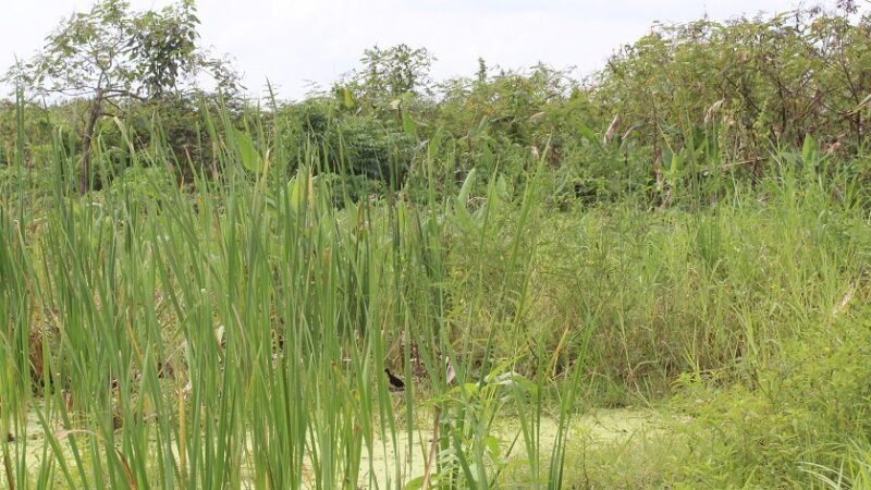 CiénagaCorralito (2)